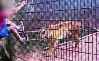 Menino atacado por tigre pediu para que não matasse o animal, diz pai