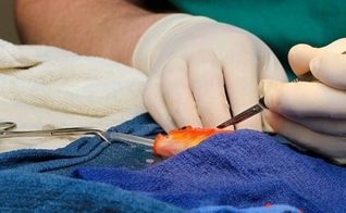 Um tumor cerebral foi retirado do peixinho dourado