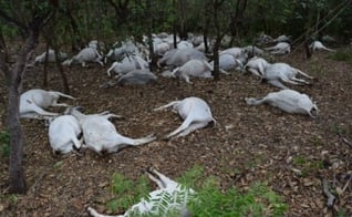 Raio mata 60 cabeças de gado em Paraíso do Tocantins