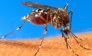 casos de dengue