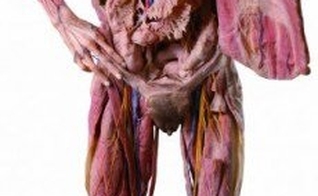 O Fantástico Corpo Humano