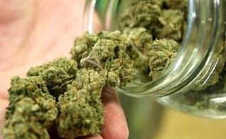 Maconha