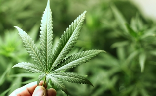 Atualmente, em Indiana a maconha é ilegal tanto para uso pessoal como médico.