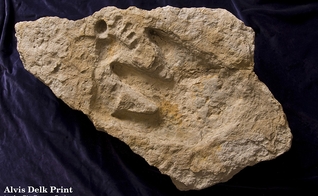 Pegada 'Burdick Track'. (Imagem: Creation Evidence Museum)