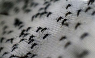 O grande desafio dos países latino-americanos é enfrentar o mosquito transmissor, em função das condições favoráveis à propagação.