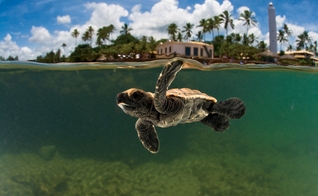 O Projeto Tamar foi criado para proteger da extinção as espécies de tartarugas. (Foto: Divulgação/Projeto Tamar)