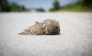 Algumas vezes esse pássaro morto está fora de nós! É circunstancial! Outras vezes está dentro de nós, e quando isso acontece a tareefa exige mais de nós. (Foto: Facebook)