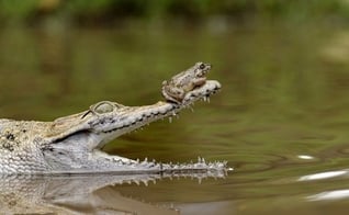 Sapo audacioso descansou sobre o nariz de crocodilo em Jacarta (Foto: Fahmi Bhs)