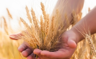 SHAVUOT é conhecida como a festa da colheita. (Foto: Stuff Jews Should Know)