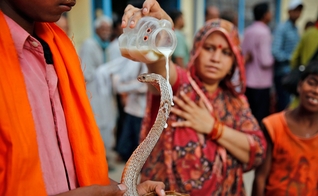 Mulher hindu derrama leite em uma cobra como oferta, em Allahabad, na Índia. (Foto: AP Photo/Rajesh Kumar Singh)