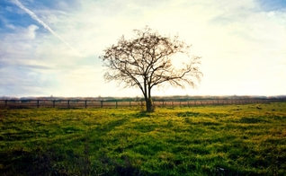 Árvore Seca. (Foto: Freepik)