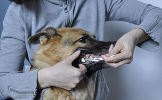 Segundo pesquisa, cerca de 90% dos animais da Terra surgiram ao mesmo tempo que os humanos. (Foto: Reprodução)