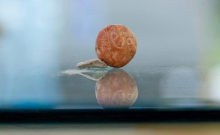 A pedra conhecida como 'beca' já havia sido citada como moeda no livro de Êxodo e continuou sendo assim usada nos tempos do rei Salomão. (Foto: Eliyahu Yanai / City of David)