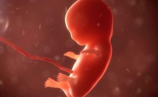 Foram encontrados mais de 2.200 restos mortais de bebês abortados na casa de Ulrick Klopfer. (Imagem: (CBN News)