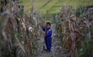 Criança norte-coreana se segura pá em um campo de milho murcho em uma parte do país afetada pela crise pandêmica. (Foto: Reuters)