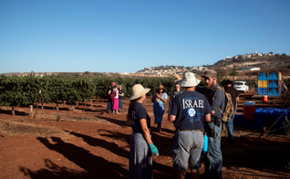 Voluntários do grupo cristão HaYovel colhem uvas em uma vinha nos arredores de Har Bracha, na Cisjordânia. (Foto: Reuters/Ronen Zvulun)
