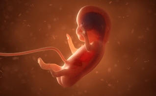 Legislativo da Luisiana aprova lei antiaborto no Estado. (Foto: Reprodução/Brasil Escola)