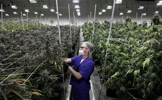 Funcionário de empresa de cultivo de maconha trabalha com mudas da erva em Nevada, EUA. (Foto: John Locher/AP)