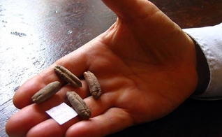 Sementes de tâmaras. (Foto: Guy Eisner/Science Magazine)