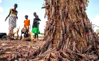 Partes da África enfrentaram o maior surto de gafanhotos em 70 anos, e agora uma segunda onda de insetos vorazes, cerca de 20 vezes o tamanho do primeiro, está chegando. (Foto: Sven Torfinn / FAO via AP)