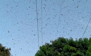 Gafanhotos enxames acima de um pomar de mangueiras em Muzaffargarh, Paquistão. (Foto: Tariq Qureshi / AP)