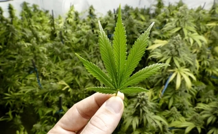 Plantação de cannabis. (Foto: Reprodução / Veja)