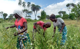 Mwanahamisi Guyato e seus filhos em sua plantação. (Foto: Reprodução / ICC)