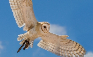 (Foto: Coruja/Canva)