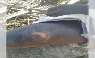 Lesão no joelho de uma menina de 10 anos atacada no leste de Uganda em 24 de janeiro de 2021. (Foto: Reprodução / Morning Star News)