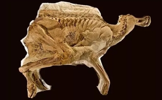 A descoberta do fóssil de dinossauro poderia provar que a evolução é uma farsa? (Foto: Imagem da coleção permanente da The Judith River Foundation/Red Rocket Photography)