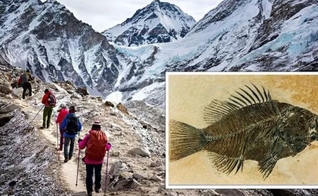 Especialistas mostram que restos de peixes fossilizados foram encontrados no monte Everest. (Imagem: Getty)