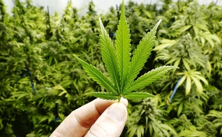 Muitas empresas questionam o motivo da proibição da cannabis no Brasil, uma vez que não pode ser utilizada para a fabricação de drogas. (Foto: Open Range Stock/Getty Images)