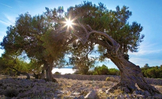 Jardim de oliveiras. (Foto: Reprodução/Lika)
