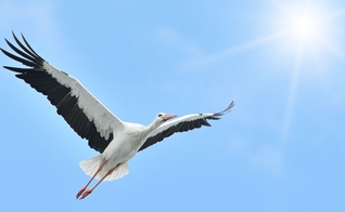 Cegonha voando em direção à luz do sol. (Foto: Canva)