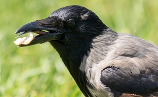 Corvo com pão no bico. (Foto: Canva)