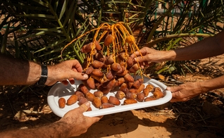 Frutos da tamareira que cresceu a partir de sementes de 2 mil anos, recuperadas de sítios arqueológicos no deserto da Judéia. (Foto: Dan Balilty/The New York Times)