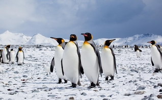 Pinguins da Antártida. (Foto: Flickr)