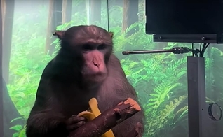 Macaco Pager, de 9 anos, ficou conhecido por jogar o clássico gamer Pong, em vídeo da Neuralink. (Foto: Captura de tela/YouTube Neuralink)