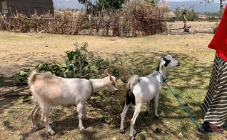 Herald e Sarah Singer doam cabras para ajudar mulheres, no norte da África. (Foto: International Mission Board).