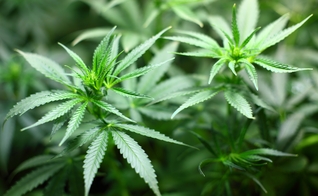 Liberação para o uso recreativo da cannabis foi rejeitada. (Foto: Piqsels)