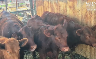 As novilhas estão sendo preparadas e avaliadas em Israel. (Foto: Reprodução/CBN News)