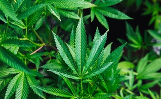 Maioria dos brasileiros são contra a liberação da maconha. (Foto: Imagem ilustrativa/Unsplash/Rick Proctor).