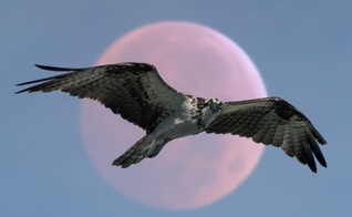 (Foto: Unsplash/Karo Kujanpaa)