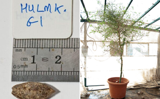 Semente antiga e árvore da espécie de Commiphora. (Foto: Guy Eisner)