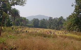 Um campo saqueado na aldeia de Michwar. (Foto: CSW)