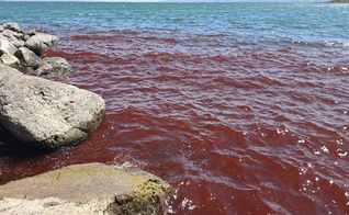 O Mar da Galileia, em Israel, ficou misteriosamente vermelho, gerando temores de presságios bíblicos. (Foto: Shiran Unger/Israel Nature and Parks Autorithy)