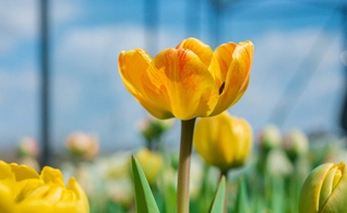 (Foto: Unsplash/Nik Shuliahin)