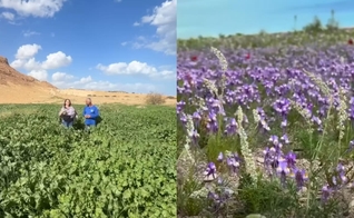 O Deserto da Judeia floresceu. (Foto: Reprodução/YouTube/Israel com a Aline).