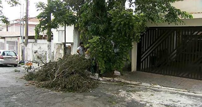 queda de árvores