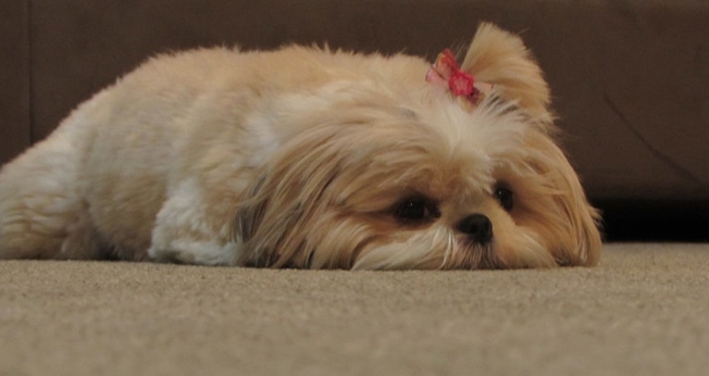 Zoe_cachorro
